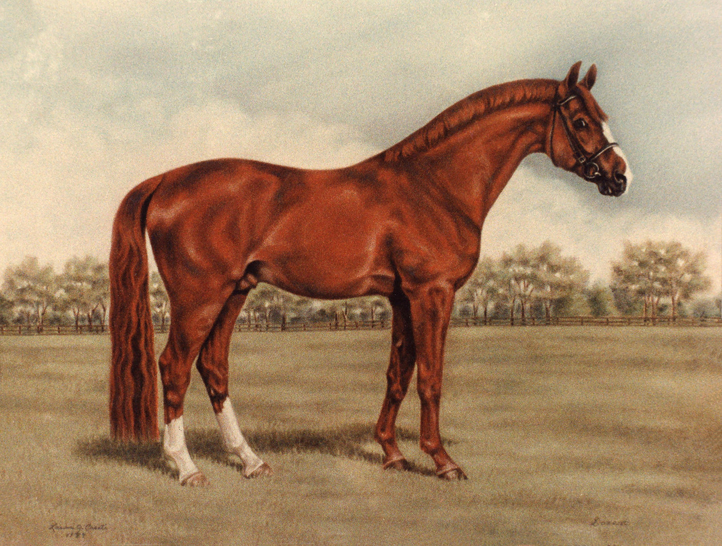 Dozent the Hanoverian - Fine Art Prints