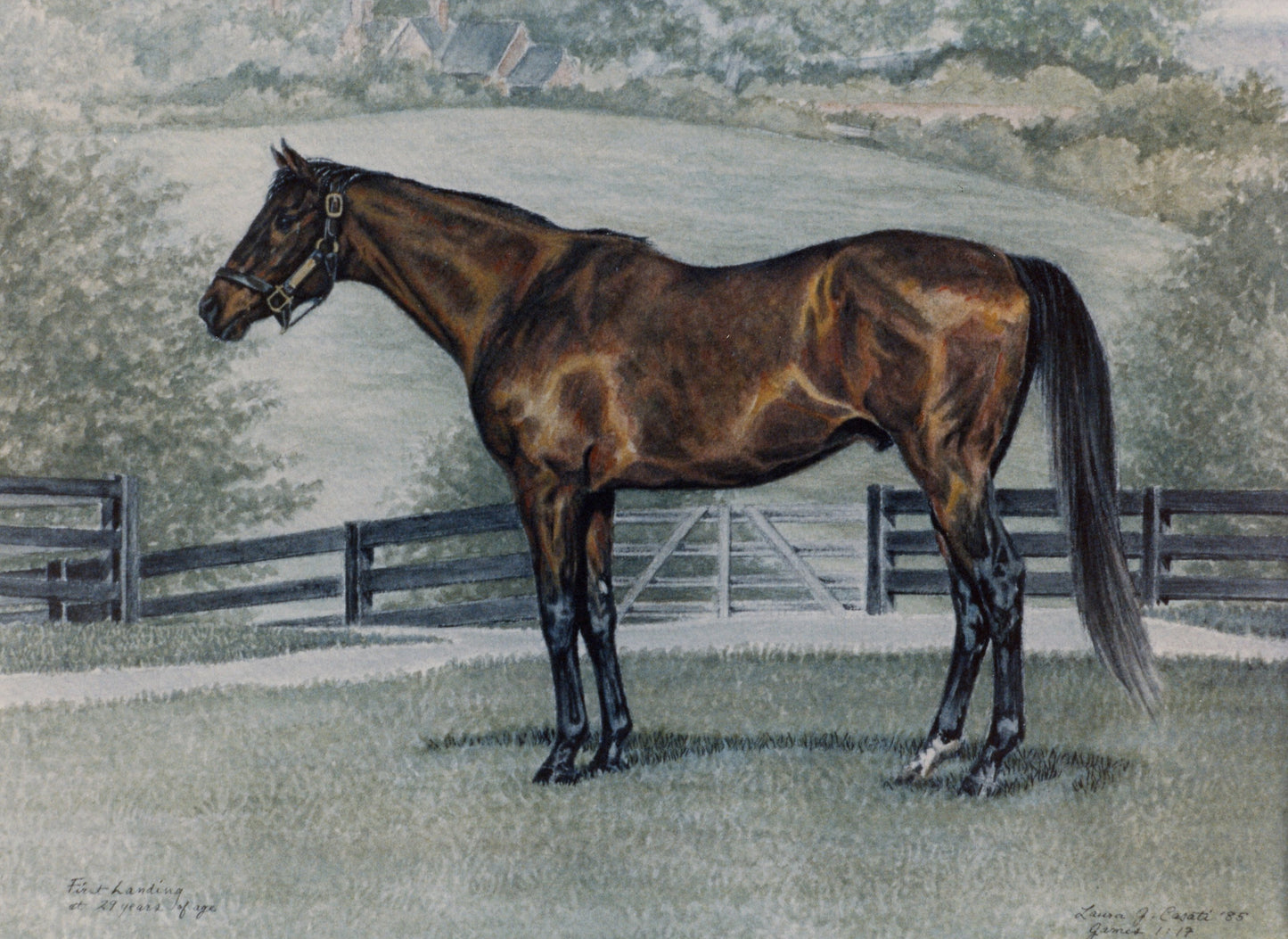 First Landing the Thoroughbred - Fine Art Prints