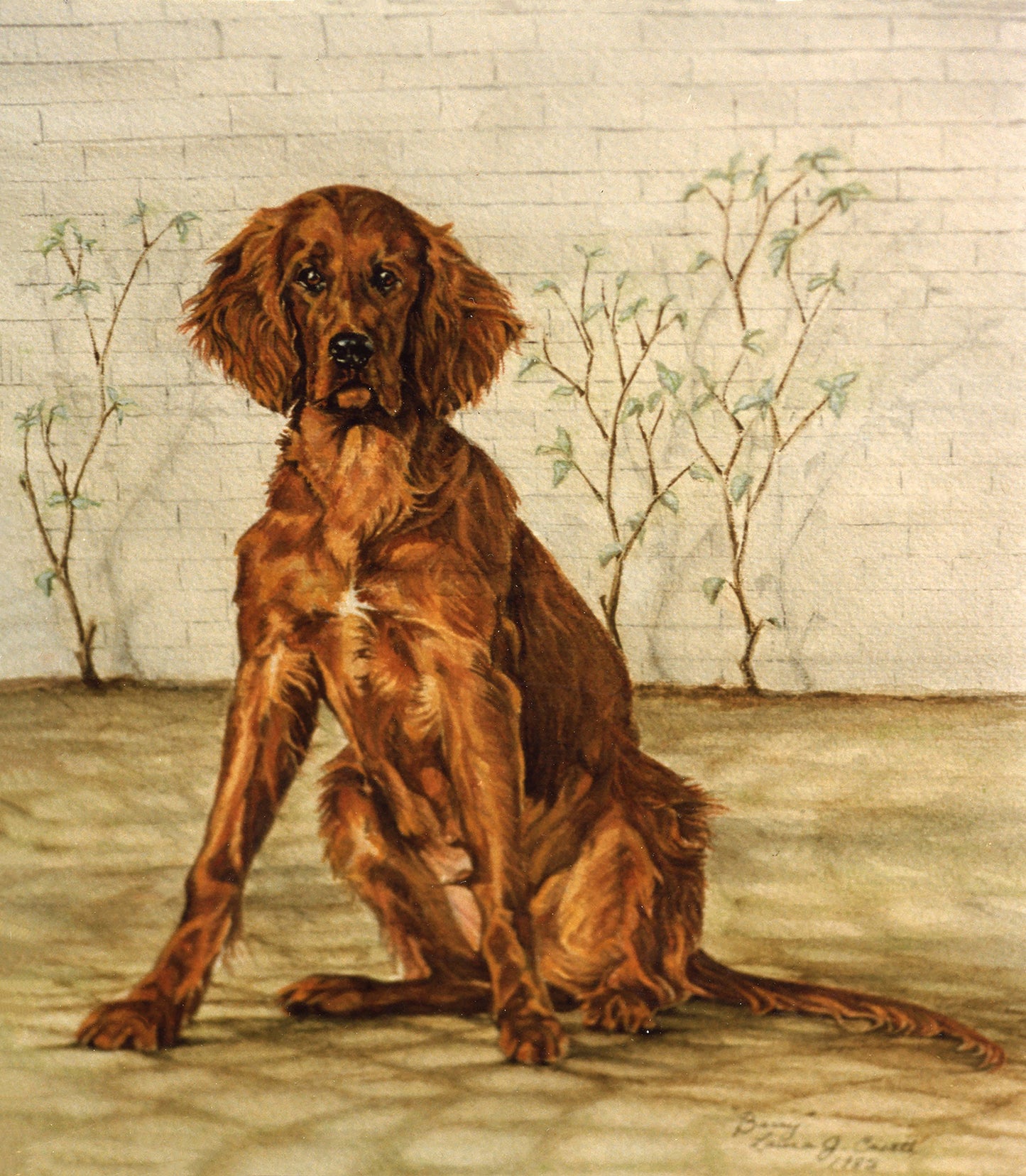 Barry the Irish Setter - Fine Art Prints