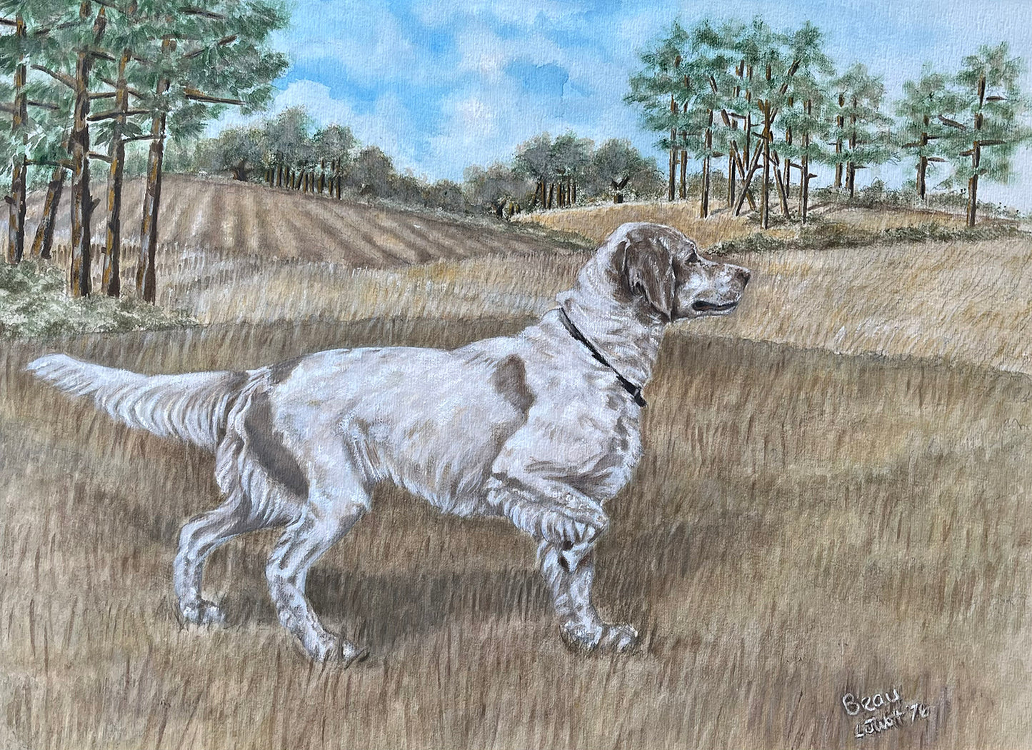 Beau the Llewellin Setter - Fine Art Prints