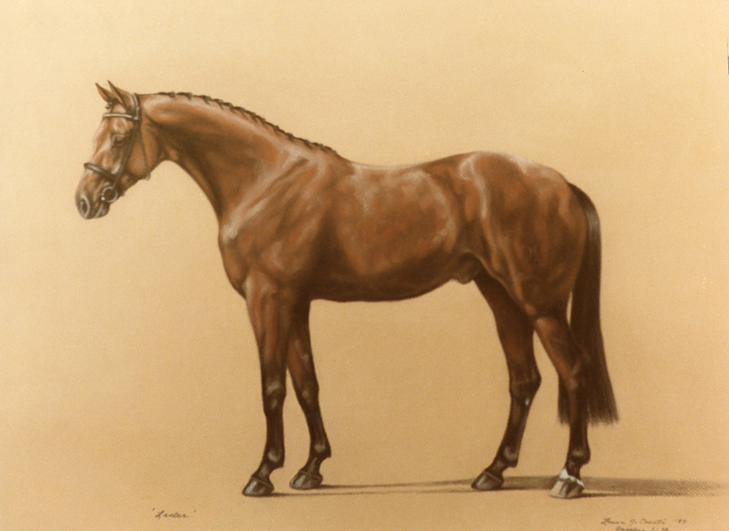 Laster the Hanoverian - Fine Art Prints