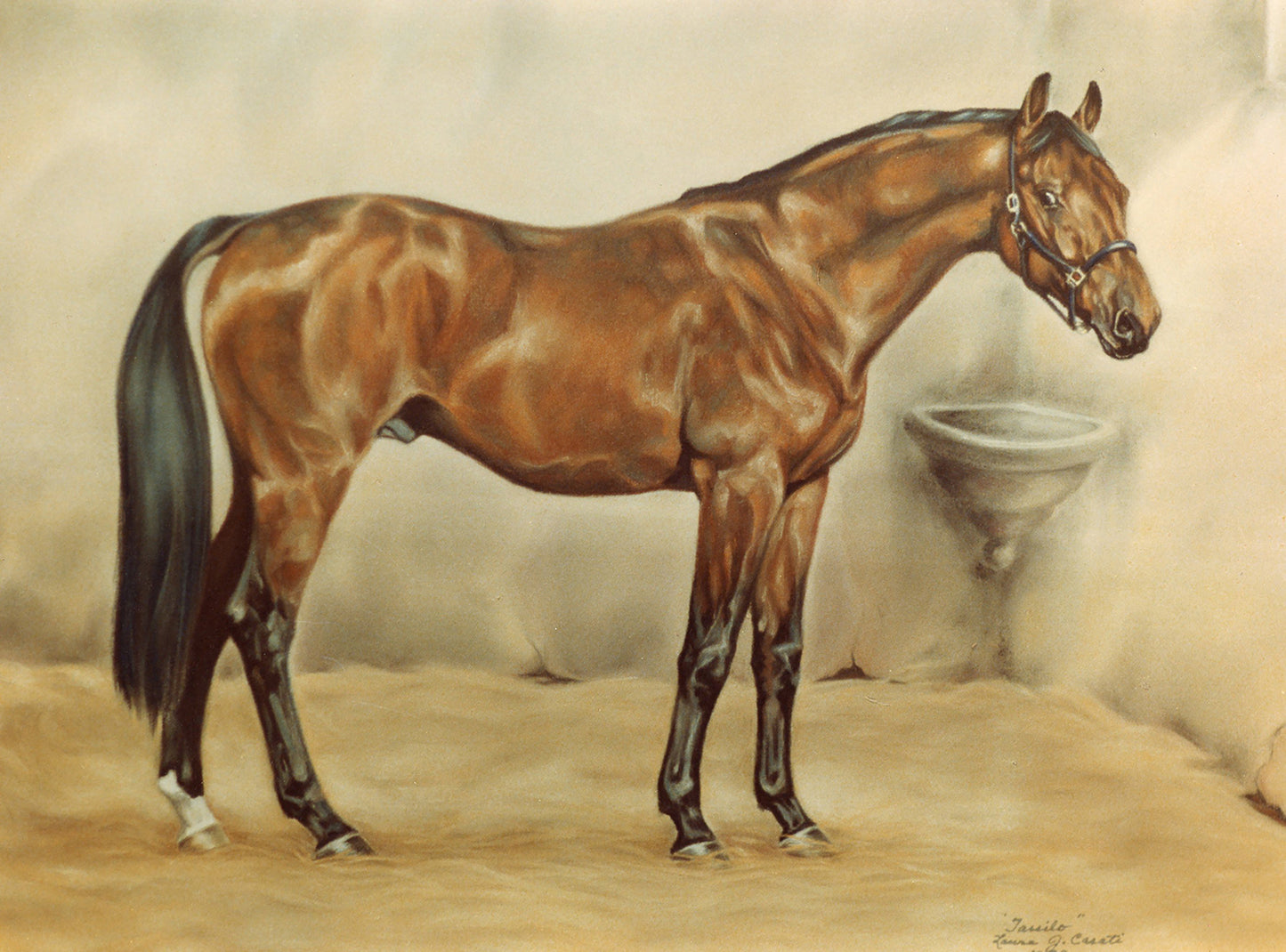 Tassilo the Holsteiner - Fine Art Prints