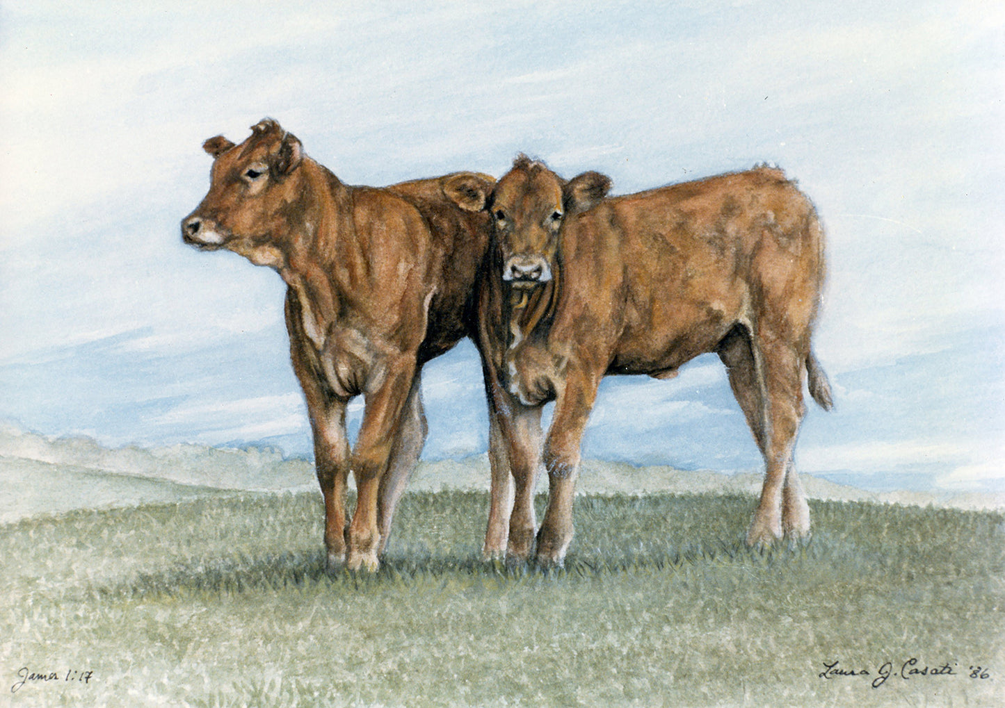 Limousin Calves - Fine Art Prints
