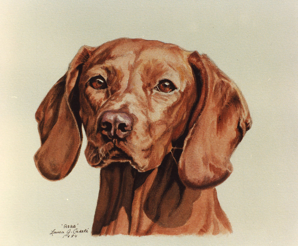 Afra the Vizsla - Fine Art Prints