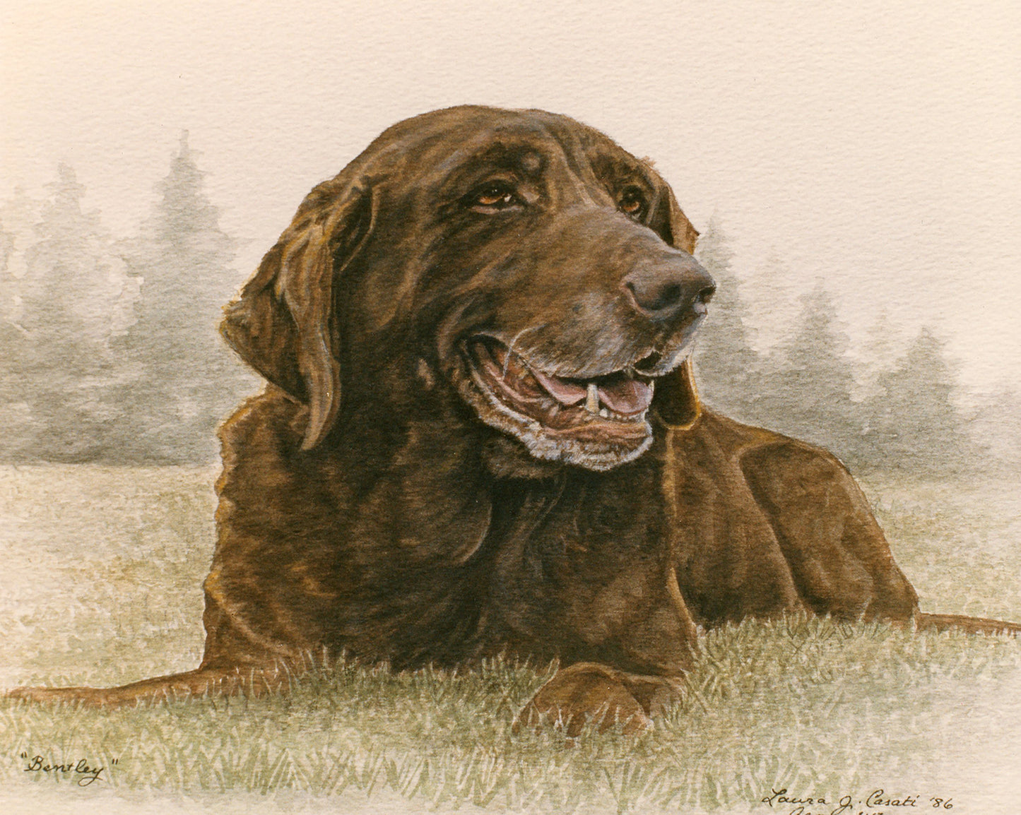 Bentley the Chocolate Lab - Fine Art Prints