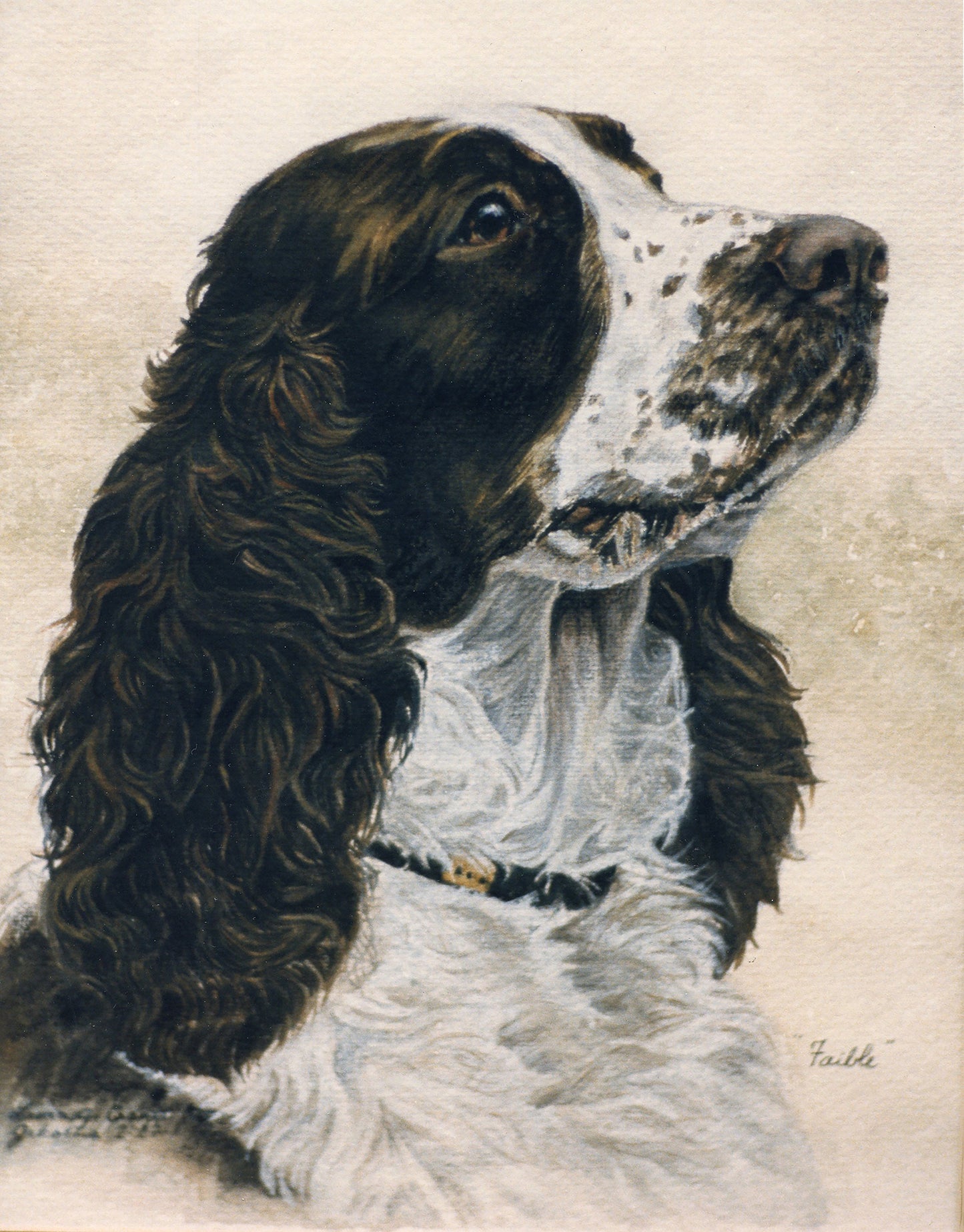 Faible the Springer Spaniel - Fine Art Prints