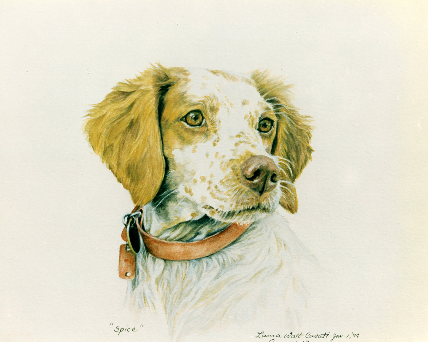 Spice the Brittany Spaniel - Fine Art Prints