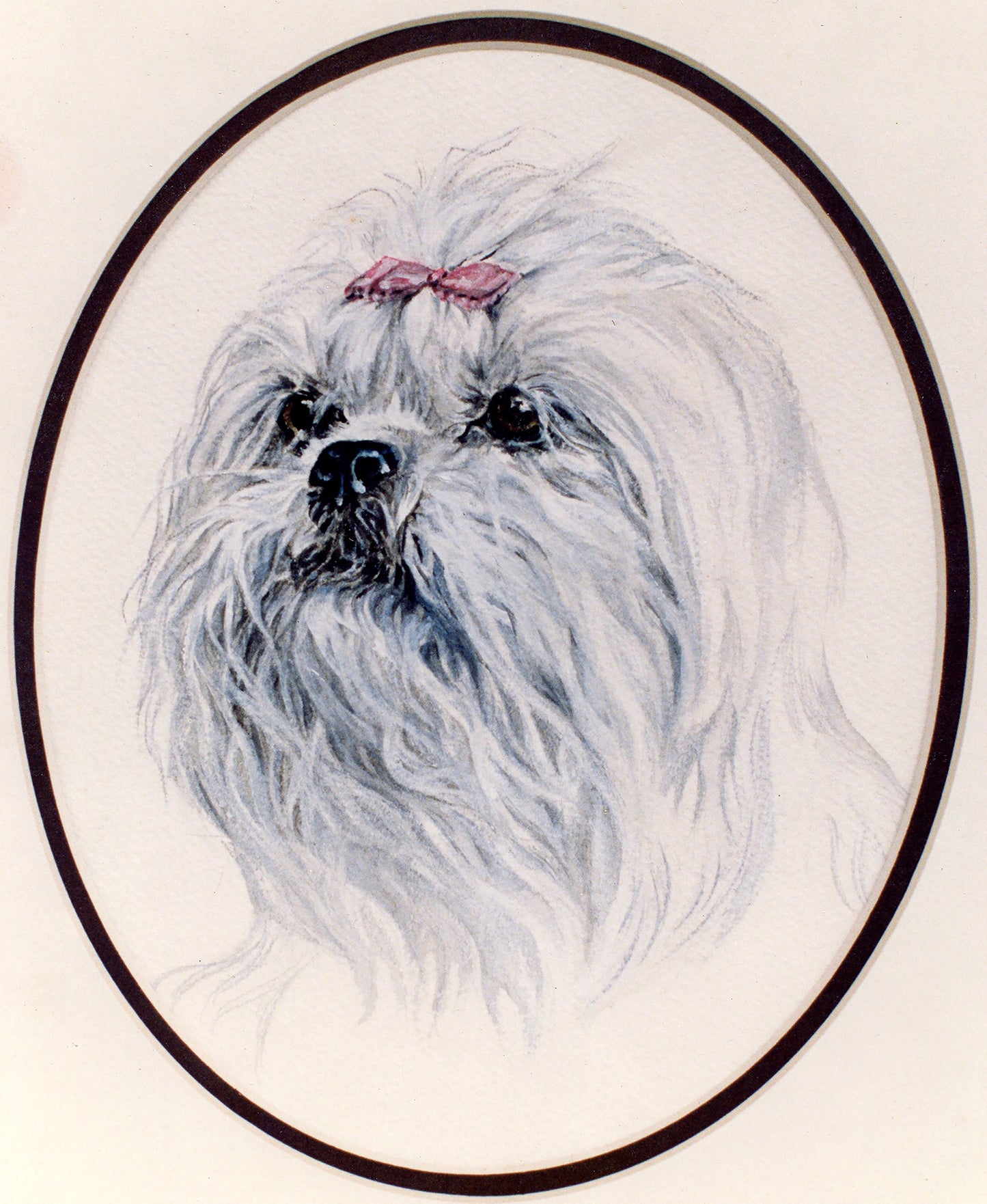 Shih Tzu - Fine Art Prints