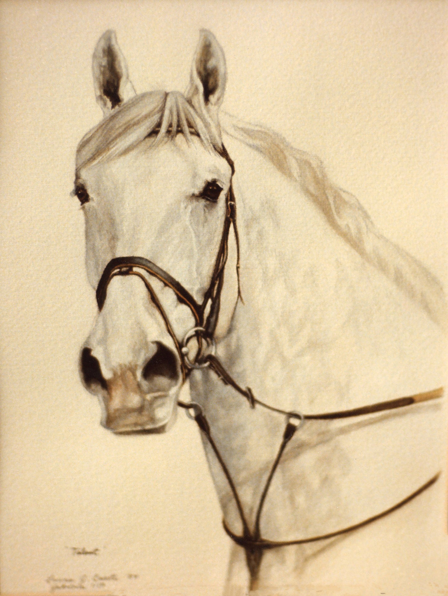 The Grey Holsteiner - Fine Art Prints